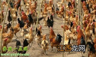 冬季养鸡需要注意什么