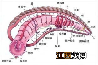 水蛭素作用