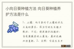 小向日葵种植方法 向日葵种植养护方法是什么