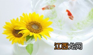 小向日葵种植方法 向日葵种植养护方法是什么