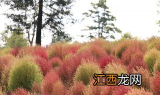 风滚草是扫帚菜吗 风滚草介绍