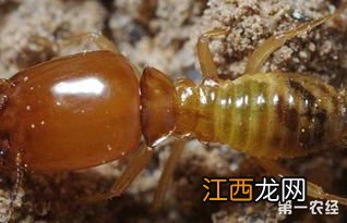 一般治白蚁需要多少天