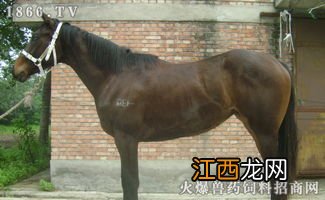 养马是怎么配种的