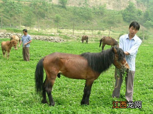 养马是怎么配种的