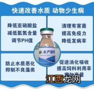 养虾用乳酸菌正确用法