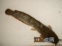 钳鱼和鲶鱼的区别