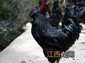 公乌鸡的外貌