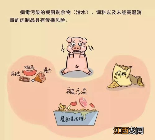 非州猪瘟病毒存活时间