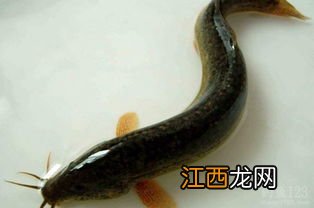 泥鳅能钓什么鱼