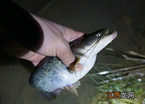 泥鳅能钓什么鱼