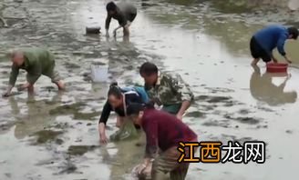 养虾的水起沫怎么回事