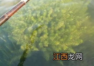 养虾不放水草可以吗