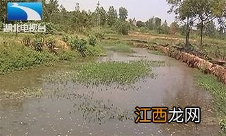 养虾的水塘要多深