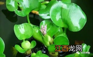 养虾一定要养草吗