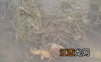 养虾一定要养草吗