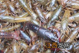 养虾需要办理什么环保手续