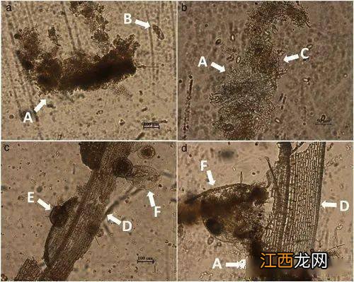 养虾碳源指的是什么