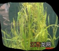 养蟹适宜种什么草