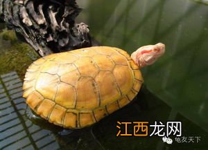 乌龟卵是什么样的