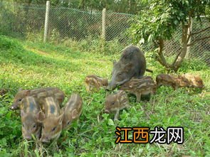 散养野猪用什么围山