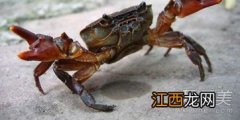 活河蟹怎么保存不死