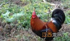 大红瑶鸡能长几斤