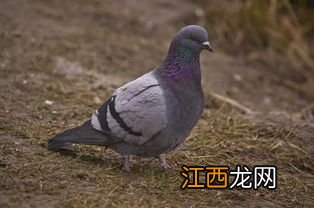 鸽子是怎么找到家的