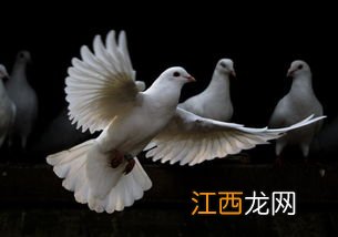 鸽子是怎么找到家的