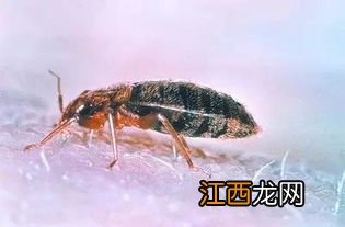 臭虫是什么