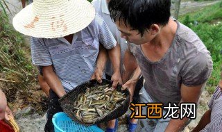 稻田泥鳅养殖技术方法 泥鳅稻田养殖技术要点分享