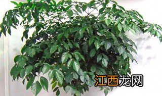 大幸福树的养殖方法和注意事项 大幸福树正确养殖技术和禁忌