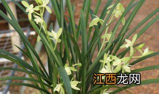 铁骨素兰花养殖方法 铁骨素兰花怎么养殖