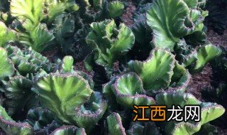 麒麟植物养殖方法 玉麒麟养殖的流程