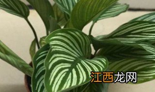 青纹竹芋养殖方法 如何养青纹竹芋