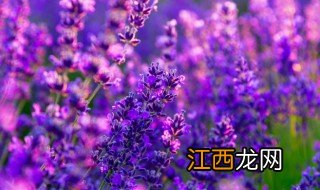 薰衣草养殖方法和注意事项 如何养殖薰衣草
