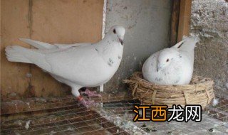 菜鸽的养殖方法 菜鸽的口粮是什么