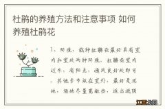 杜鹃的养殖方法和注意事项 如何养殖杜鹃花