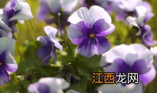 紫罗兰养殖方法 如何养殖紫罗兰