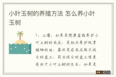 小叶玉树的养殖方法 怎么养小叶玉树