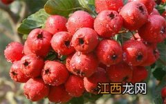 山楂什么季节有得吃？这个季节刚刚好