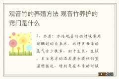 观音竹的养殖方法 观音竹养护的窍门是什么