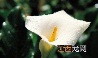 马蹄莲的水养殖方法 如何水养马蹄莲