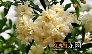 木香花的养殖方法和注意事项 如何养殖木香花