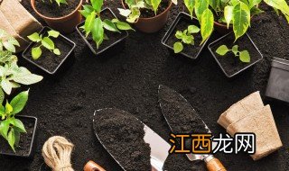 植物怎么养 植物怎么才能养好