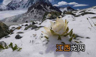 雪莲花有什么功效 雪山雪莲花有什么功效