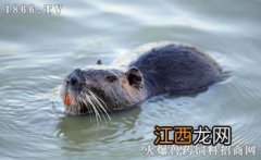 海狸鼠吃什么饲料