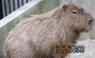 海狸鼠怎么分辨公母