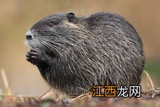 海狸鼠怎么分辨公母