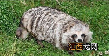 貉子能打激素吗