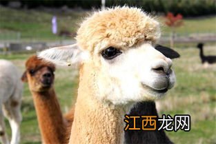 羊驼喜欢吃什么食物